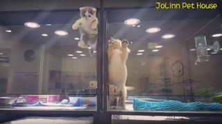 Forget your troubles with this video of a kitten breaking into a puppy’s cage